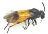 Arge cyanocrocea